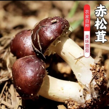 鲜赤松茸现采现发