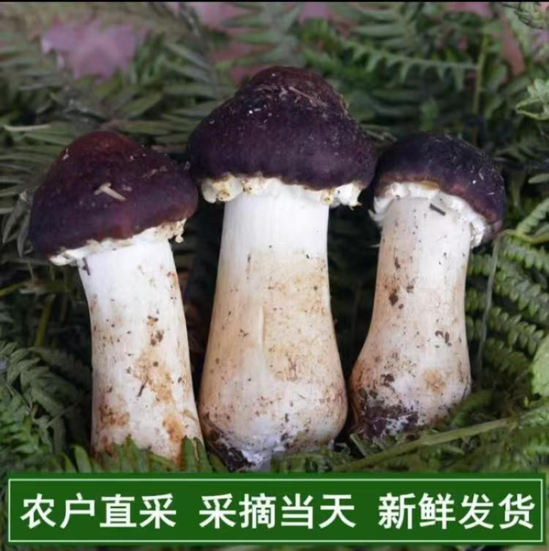 鲜赤松茸现采现发