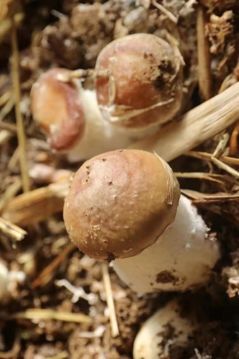 鲜赤松茸现采现发
