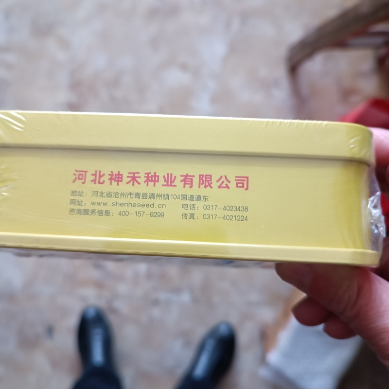 卡其银栗南瓜种子早熟果肉杏黄香甜细腻甘面可口营养丰富