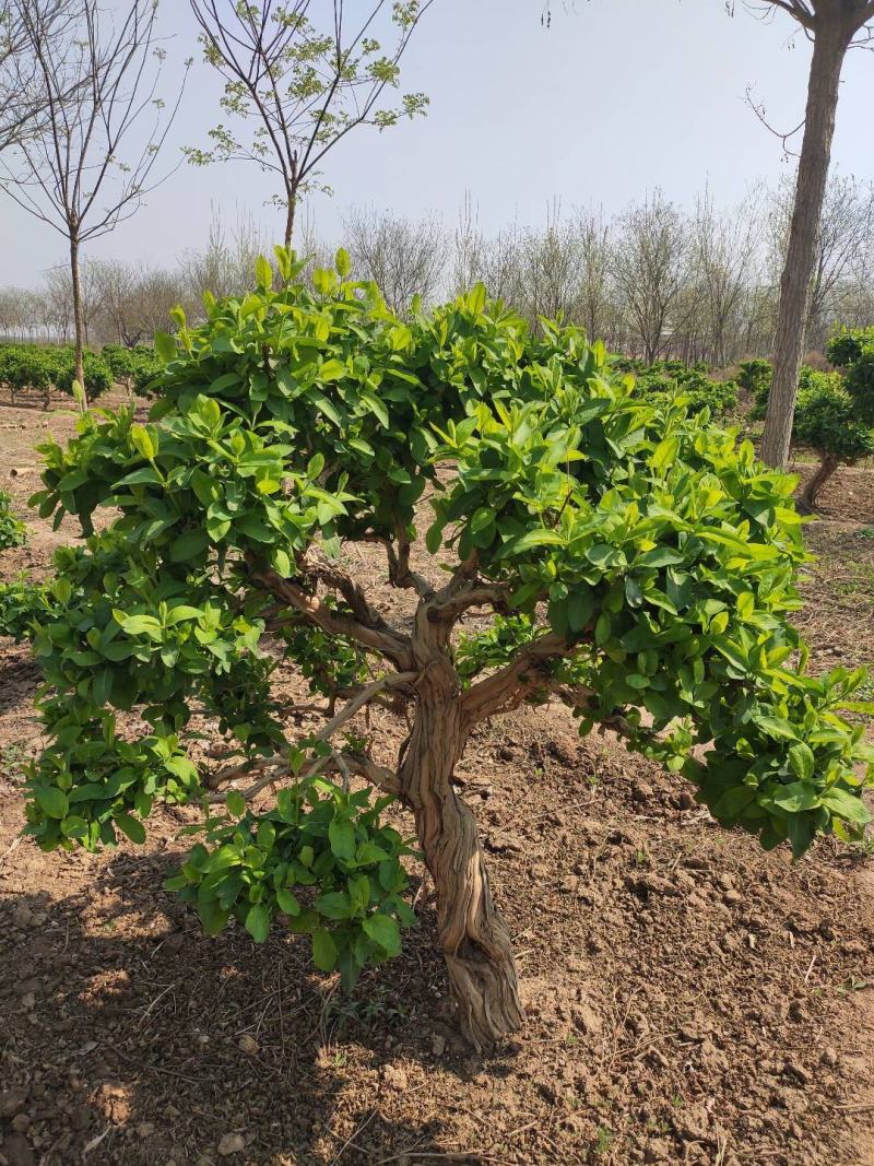 金银花盆景老桩金银花老桩树桩造型优美规格齐全