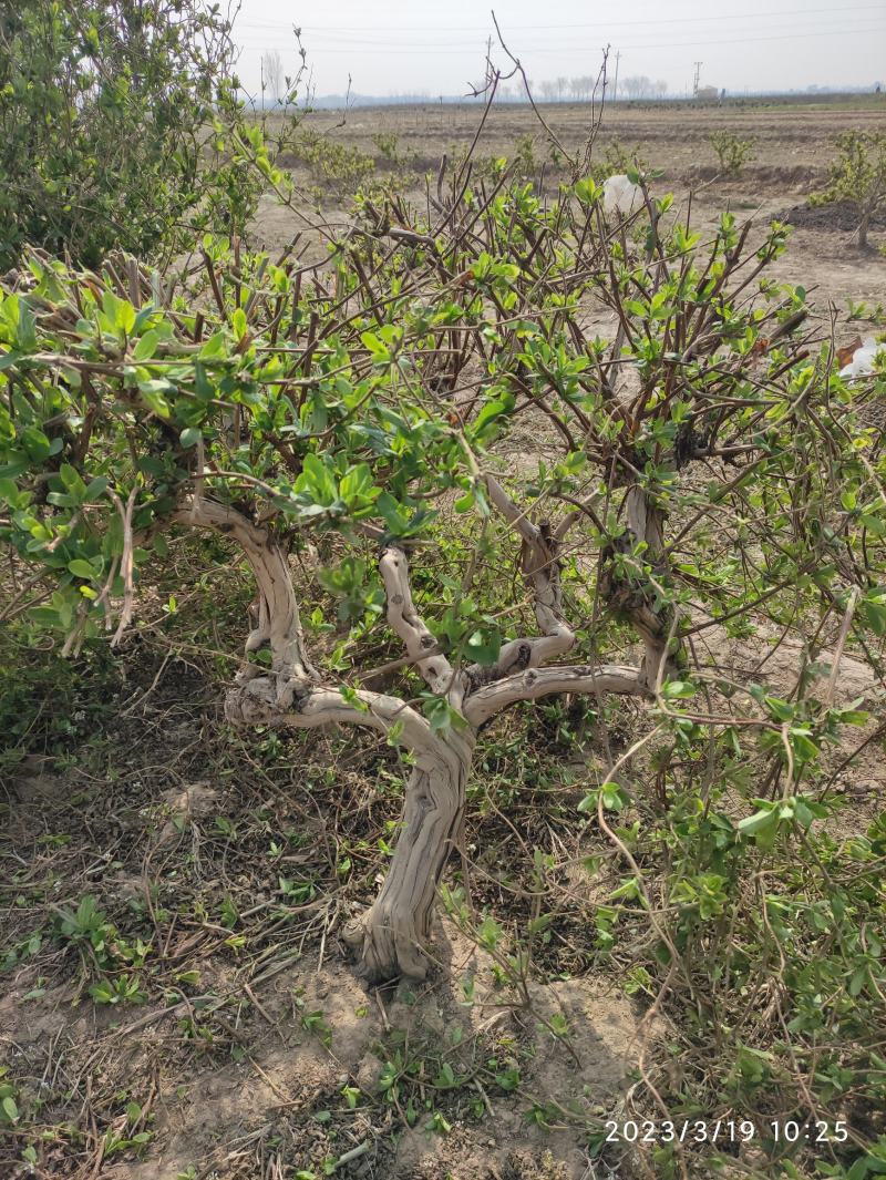 金银花盆景老桩金银花老桩树桩造型优美规格齐全