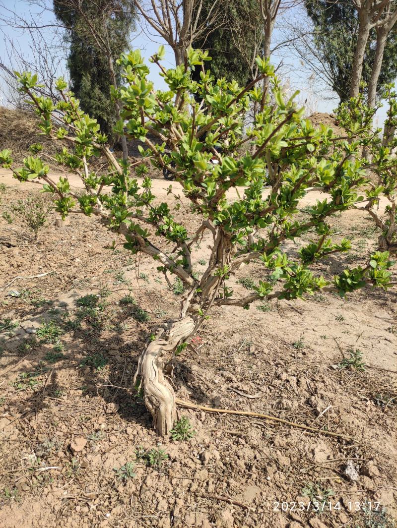 金银花盆景老桩金银花老桩树桩造型优美规格齐全
