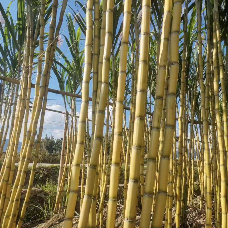 云南黄皮甘蔗大量有货地里现发量大从优欢迎来电咨询
