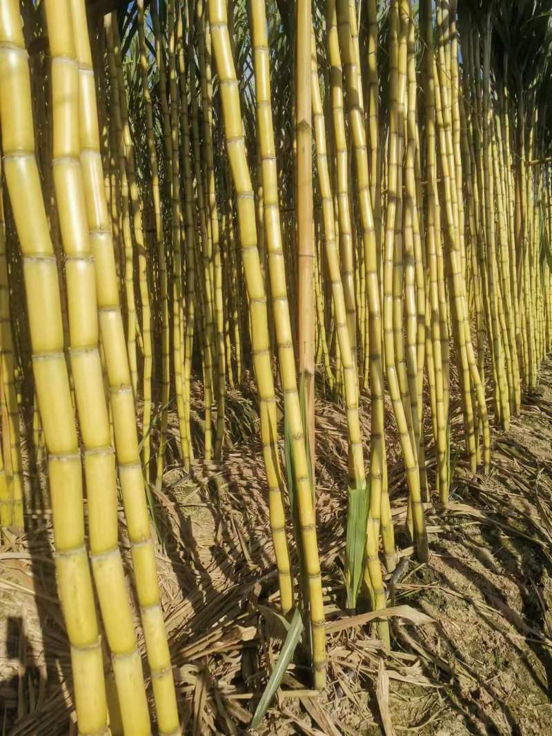 云南黄皮甘蔗大量有货地里现发量大从优欢迎来电咨询