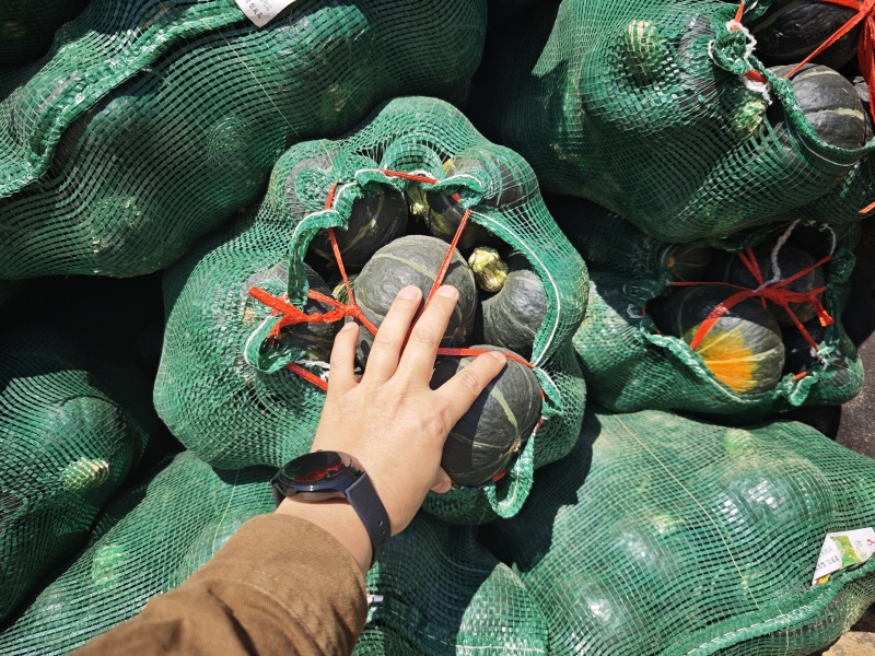 专业产地代办贝贝南瓜，基地一手货源，供应电商市场超市工厂