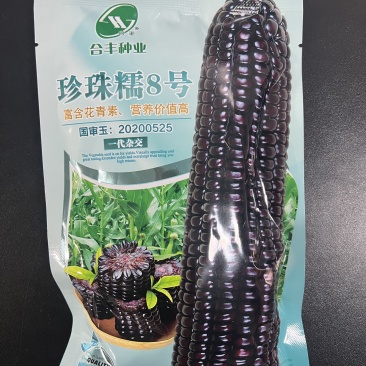 珍珠糯玉米8号黑玉米种子,糯中带甜,一代杂交种子
