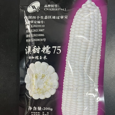 澳甜糯75-白甜糯玉米种子甜糯比1:3粘糯拉丝