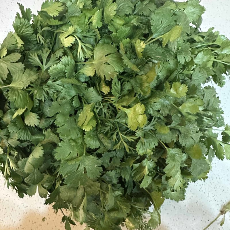 精品大叶香菜大量有货产地直发品质保证量大从优