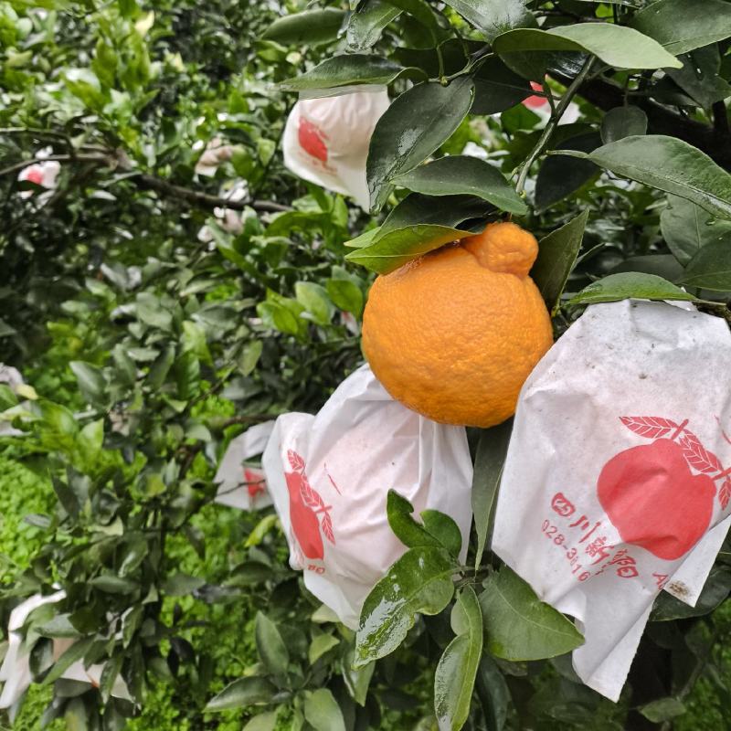 精品对接电商，通货，市场货