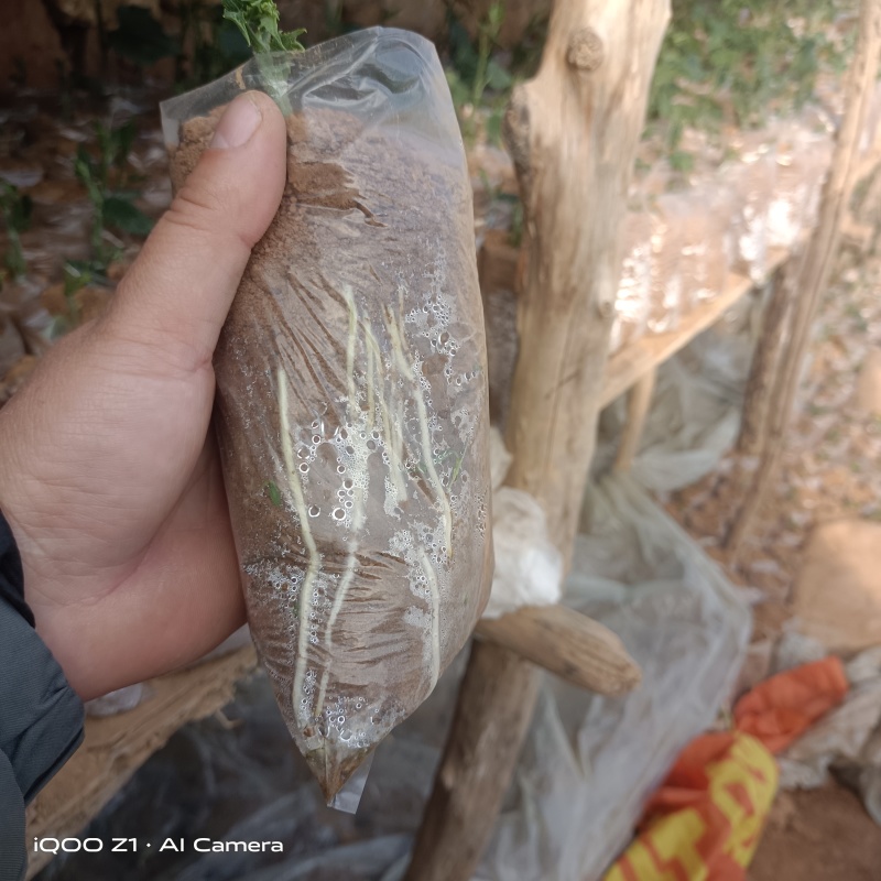 精品山东佛手瓜苗上市了一级精品货包成活率