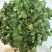 精品大叶香菜大量有货产地直发品质保证量大从优