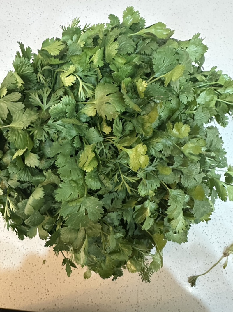 精品大叶香菜大量有货产地直发品质保证量大从优