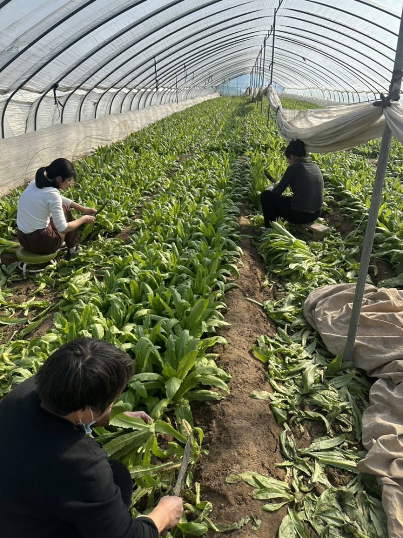 精品大叶香菜大量有货产地直发品质保证量大从优