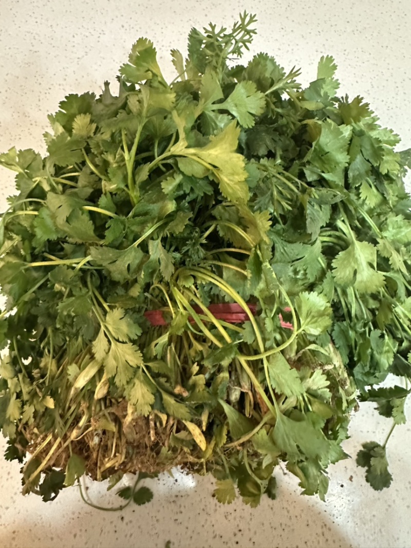 精品大叶香菜大量有货产地直发品质保证量大从优