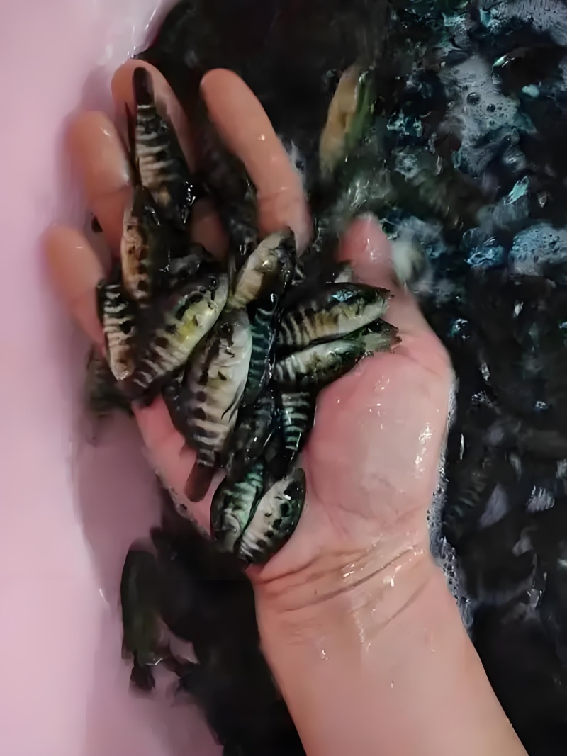珍珠斑鱼苗东星斑鱼苗淡水光唇溪石斑鱼苗提供技术指导