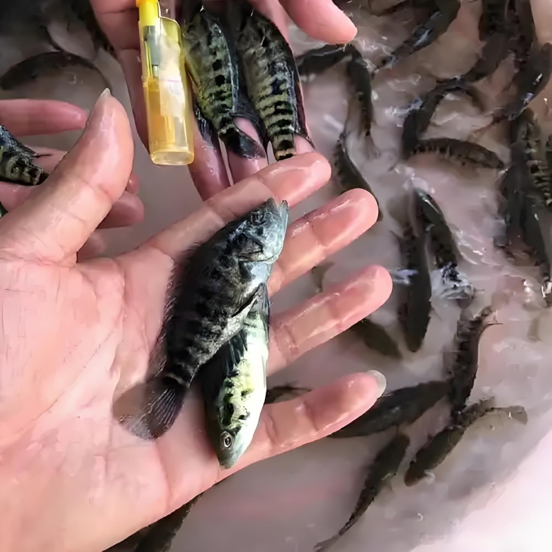 珍珠斑鱼苗东星斑鱼苗淡水光唇溪石斑鱼苗提供技术指导