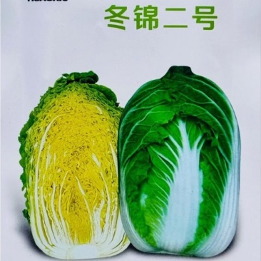 冬锦二号大白菜耐寒速生长高产黄心大白菜种籽抗病大田基地种