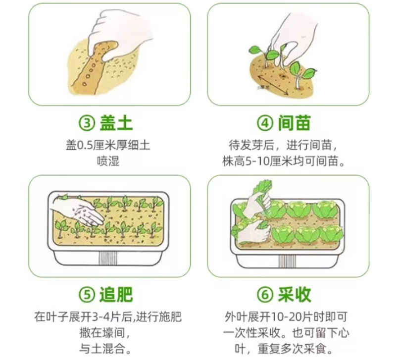 冬锦二号大白菜耐寒速生长高产黄心大白菜种籽抗病大田基地种