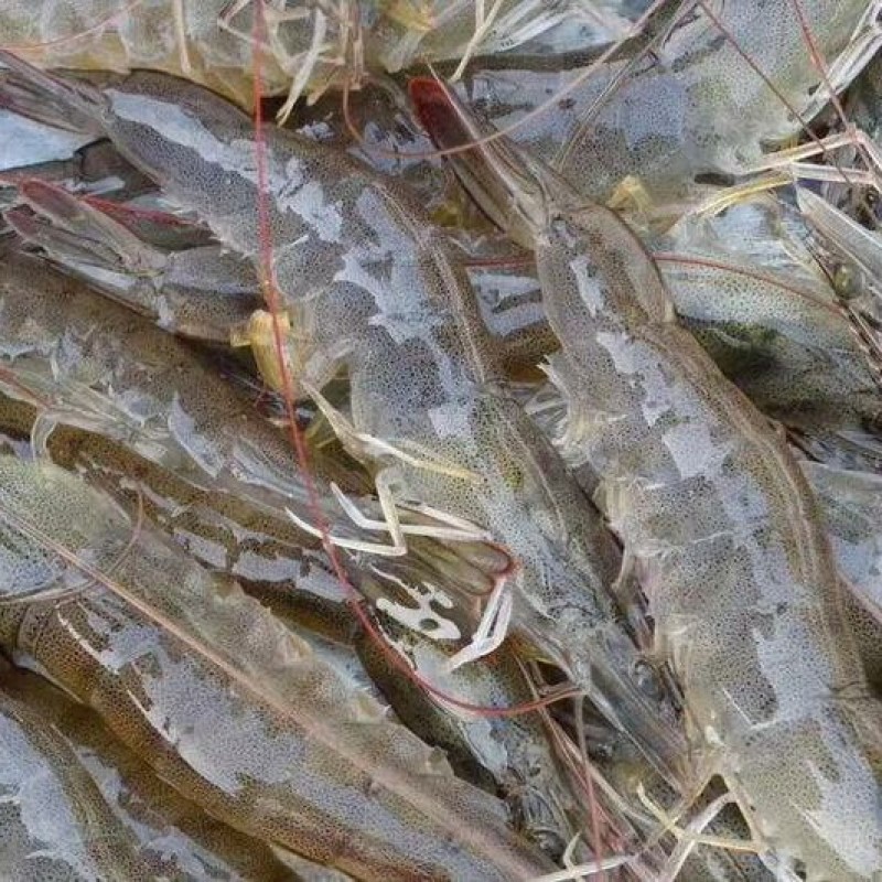 半斤才13元批发南美白对虾活体打包20-40头/斤