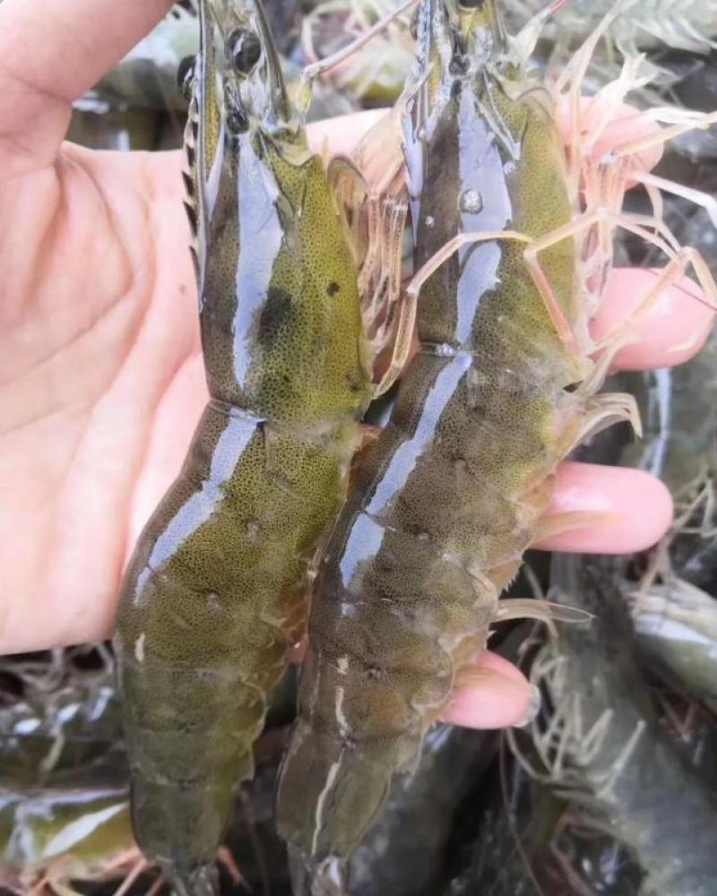 半斤才13元批发南美白对虾活体打包20-40头/斤