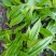 正宗毛慈菇种苗冰梨子山慈菇仿野生种植批发量大从优包邮