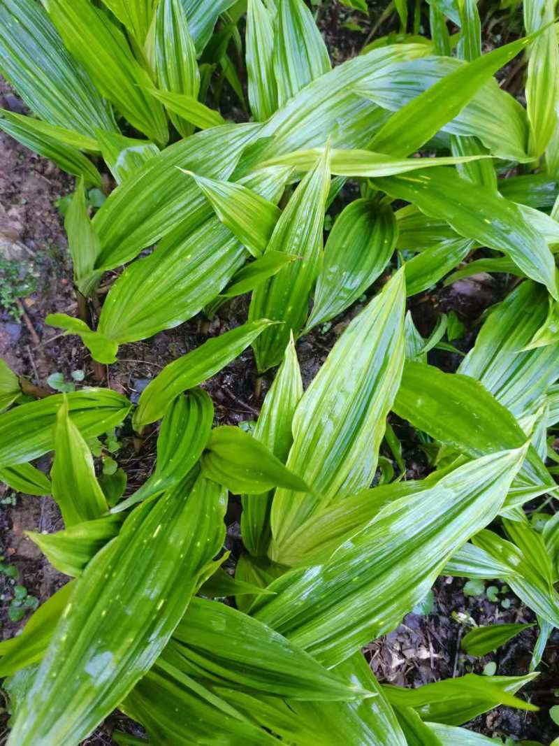 正宗毛慈菇种苗冰梨子山慈菇仿野生种植批发量大从优包邮