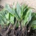 正宗毛慈菇种苗冰梨子山慈菇仿野生种植批发量大从优包邮