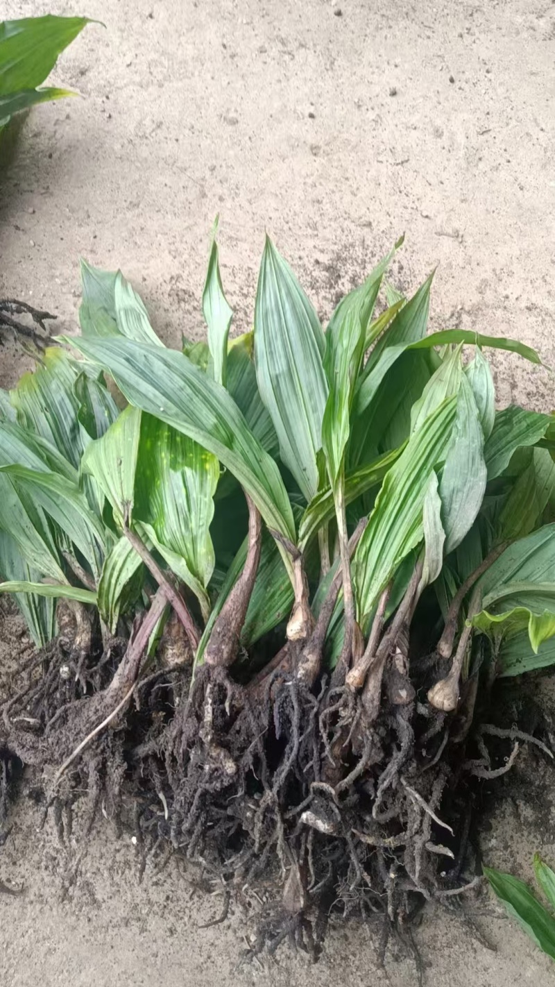 正宗毛慈菇种苗冰梨子山慈菇仿野生种植批发量大从优包邮