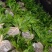 正宗毛慈菇种苗冰梨子山慈菇仿野生种植批发量大从优包邮