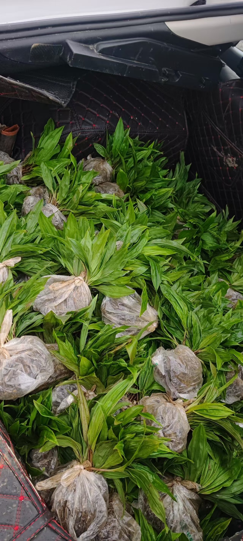 正宗毛慈菇种苗冰梨子山慈菇仿野生种植批发量大从优包邮