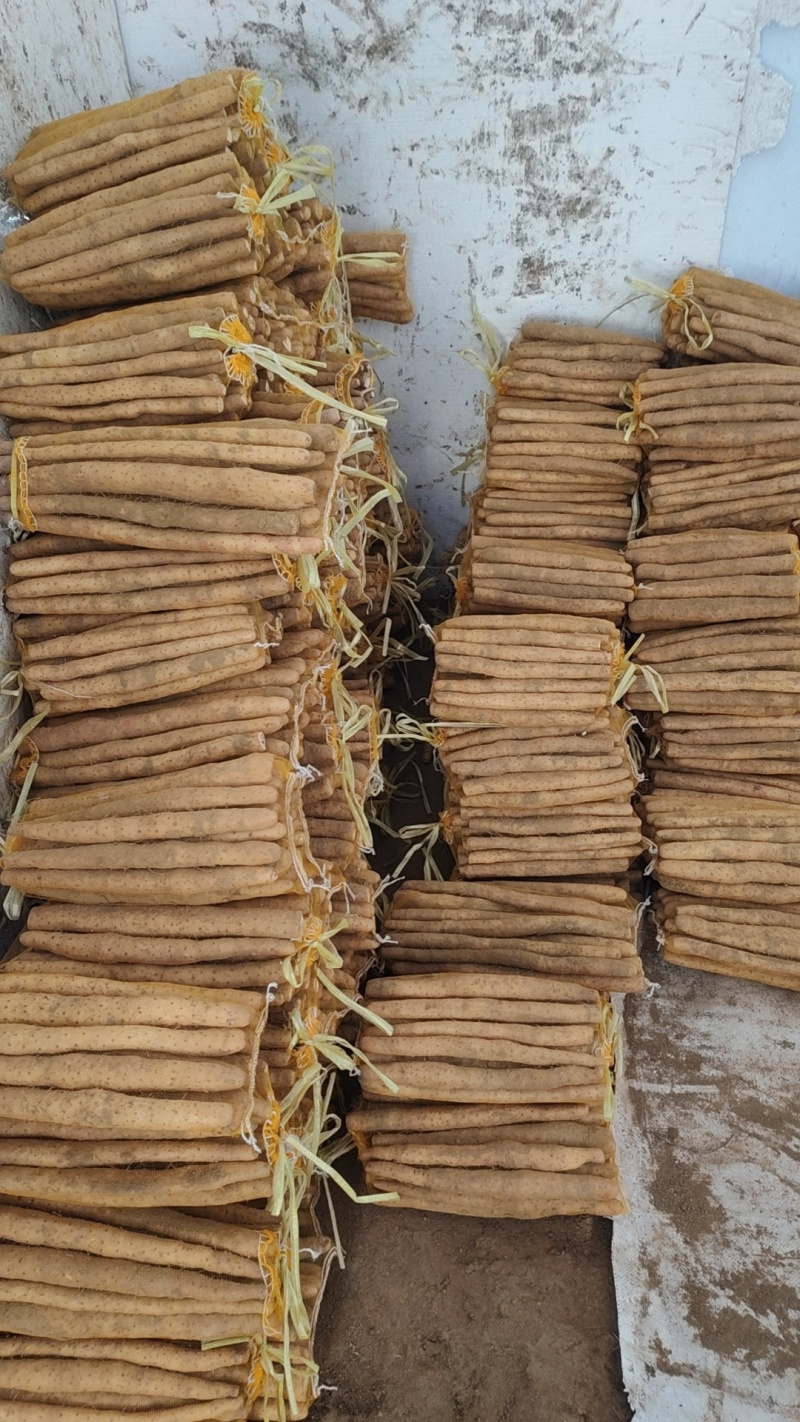 大量小白嘴山药