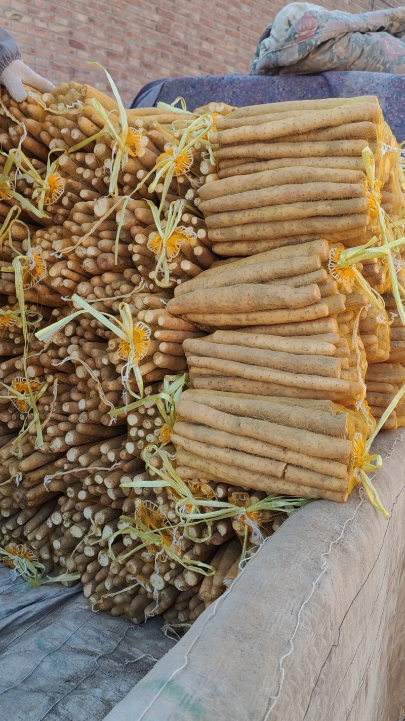 大量小白嘴山药