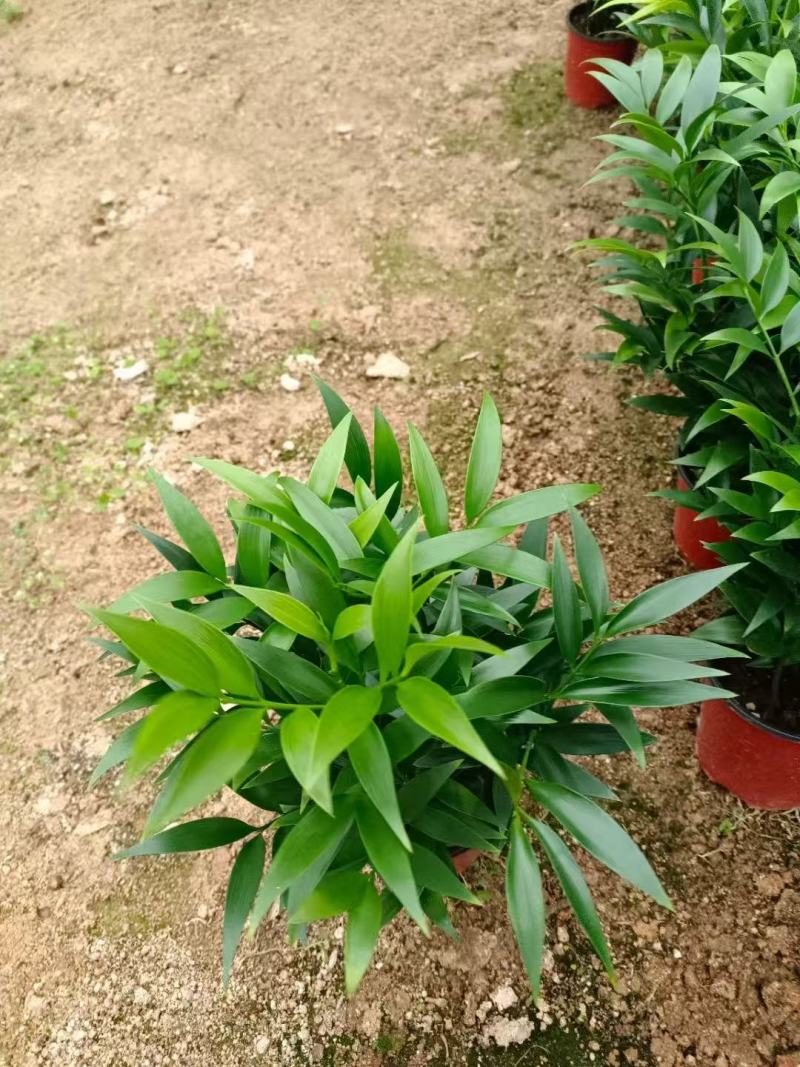 竹柏苗产地一手货源大量现货供应，规格齐全，品质保证成活率高