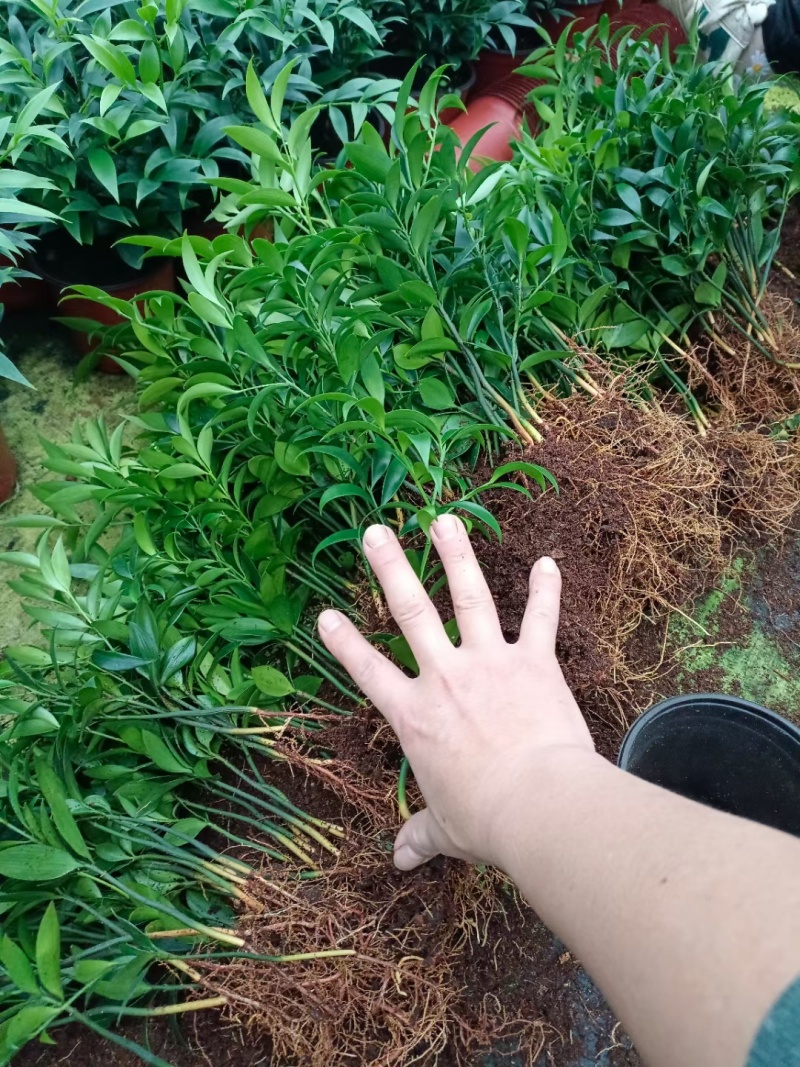 竹柏苗产地一手货源大量现货供应，规格齐全，品质保证成活率高