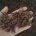 【双钩藤】百分之95钩地道药材大量有货质优价廉