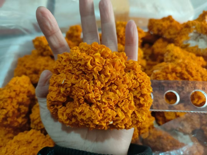 金耳菌干品，质量保证，品相好，量多优惠