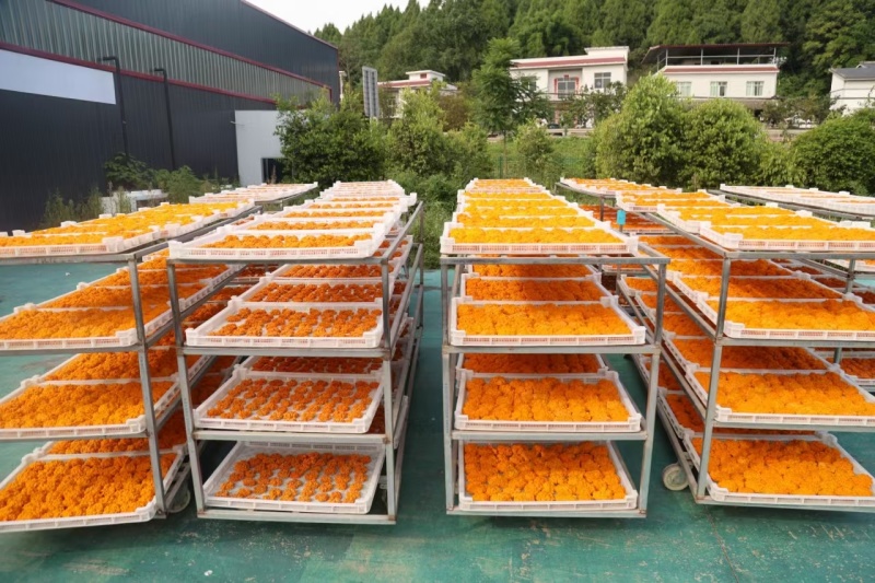 金耳菌干品，质量保证，品相好，量多优惠