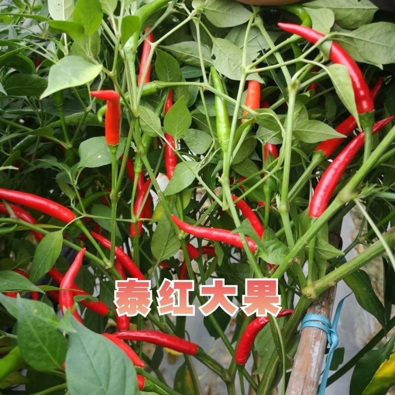 正品泰红大果朝天椒种子云贵川两广热销品种大果朝天椒