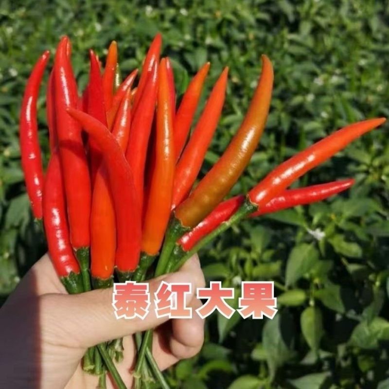 正品泰红大果朝天椒种子云贵川两广热销品种大果朝天椒