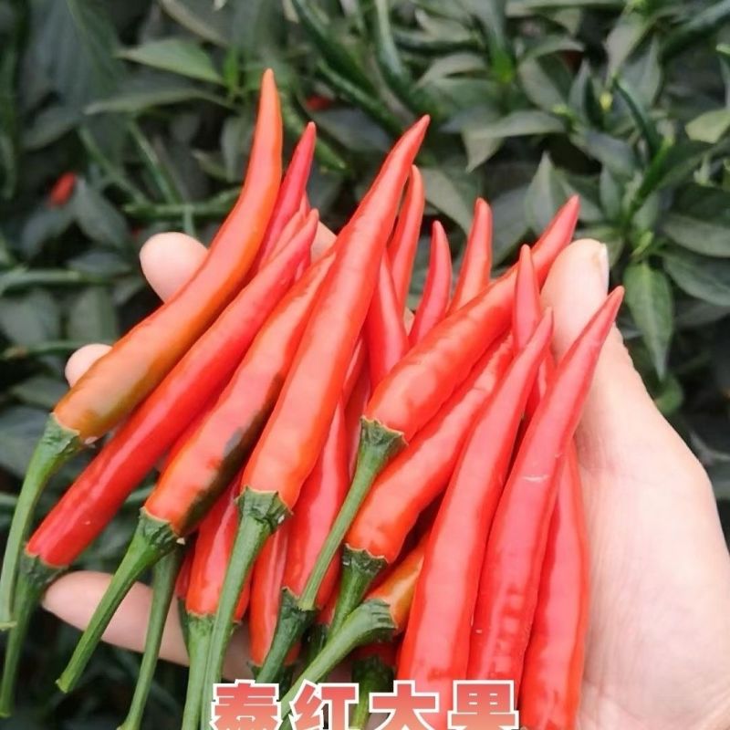 正品泰红大果朝天椒种子云贵川两广热销品种大果朝天椒