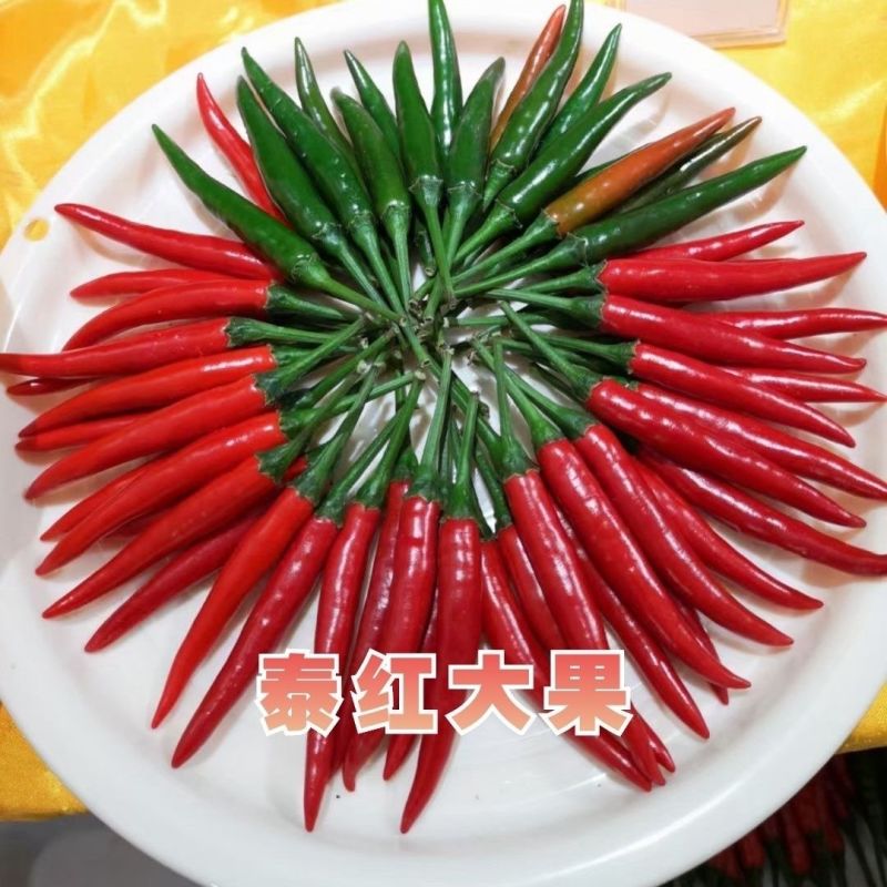 正品泰红大果朝天椒种子云贵川两广热销品种大果朝天椒