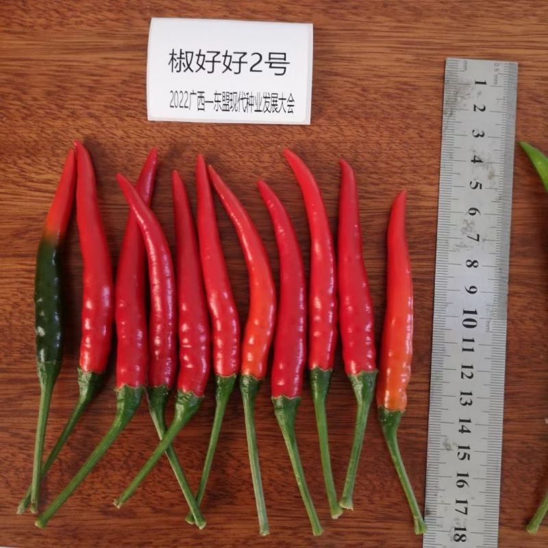 椒好好朝天椒种子特大果泰国引进基地专用高产香辣