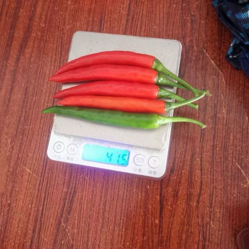 椒好好朝天椒种子特大果泰国引进基地专用高产香辣