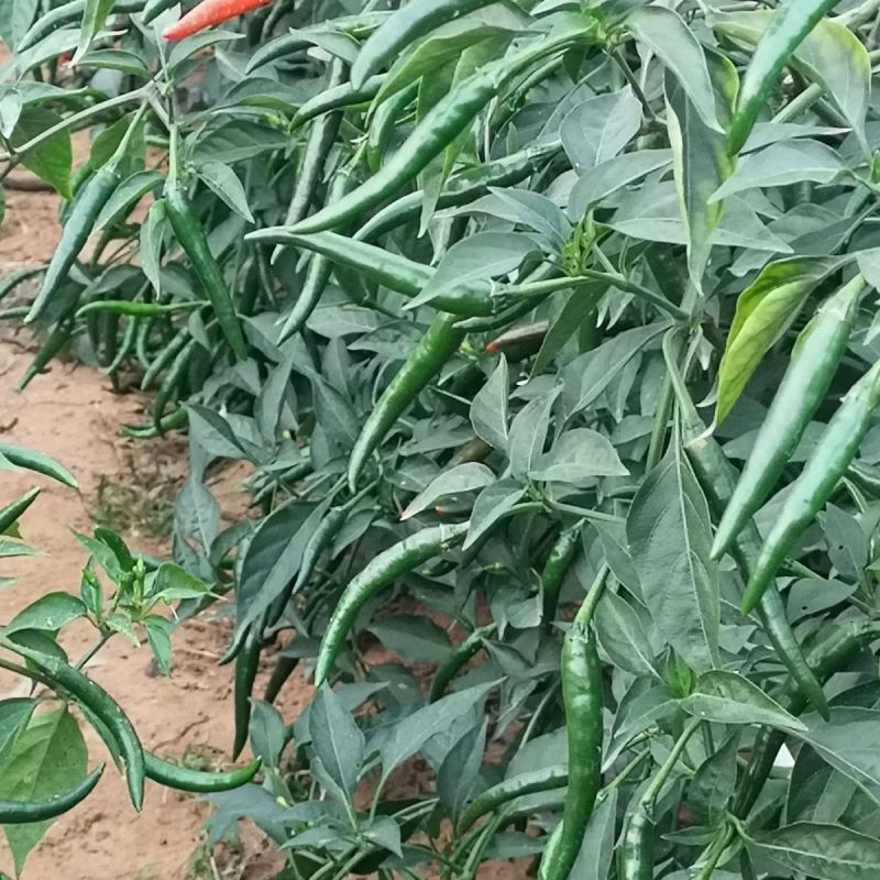 椒好好朝天椒种子特大果泰国引进基地专用高产香辣