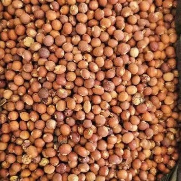 非洲莫桑比克木豆