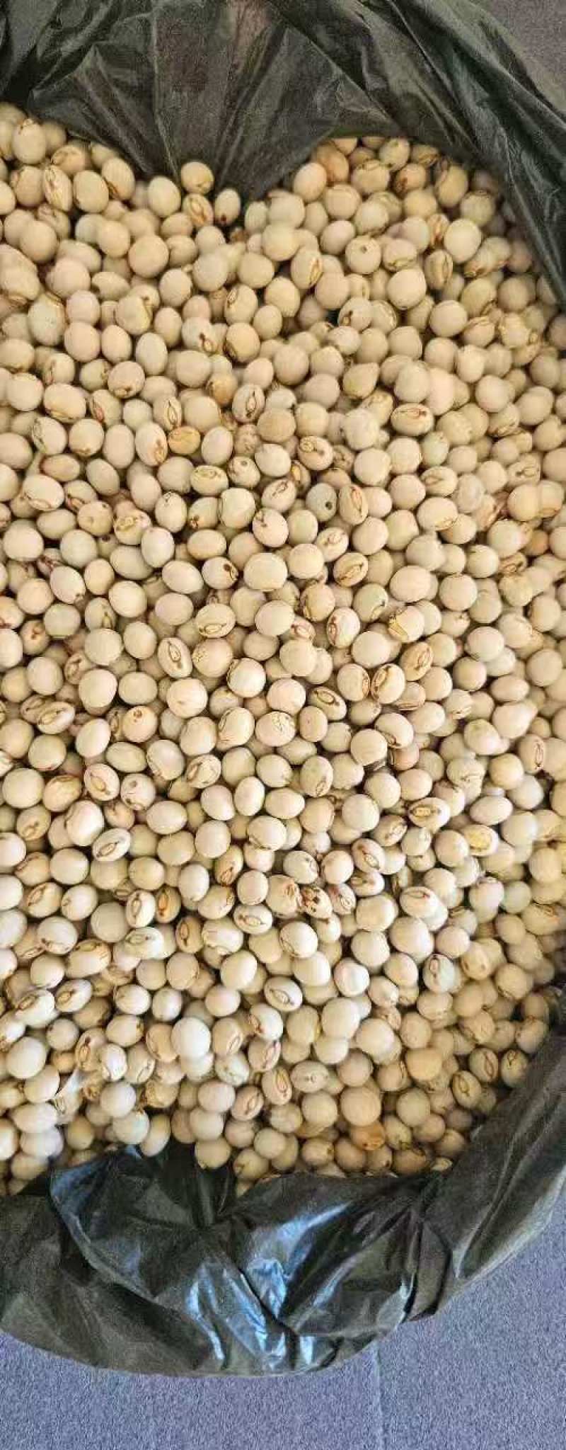 非洲莫桑比克木豆