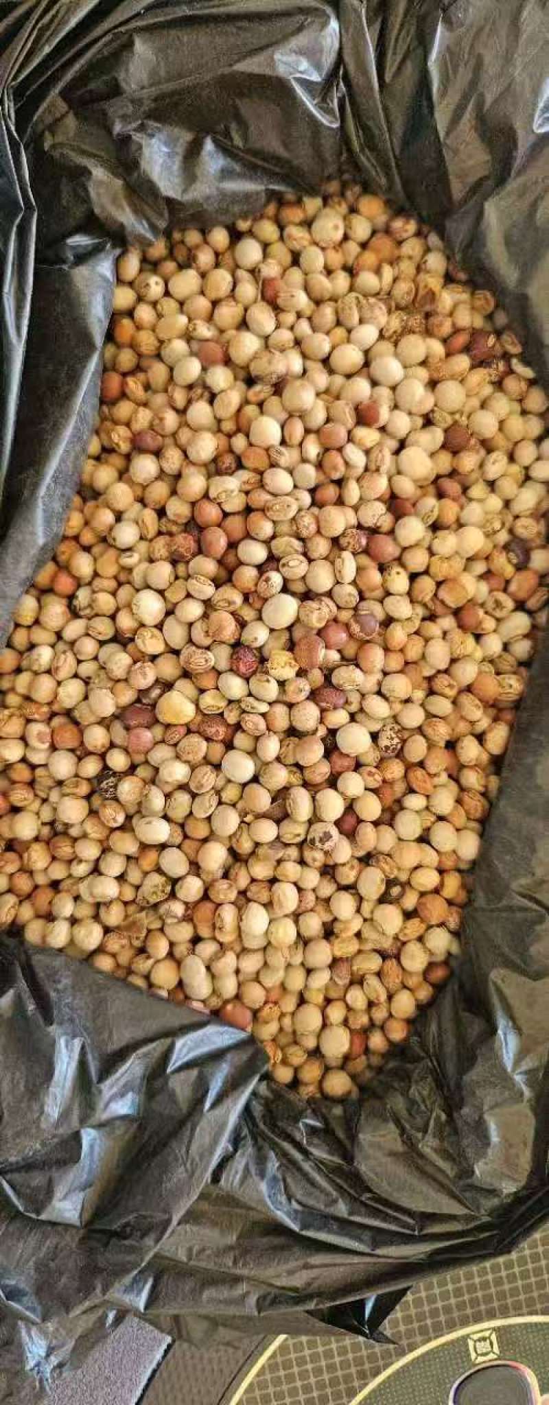 非洲莫桑比克木豆