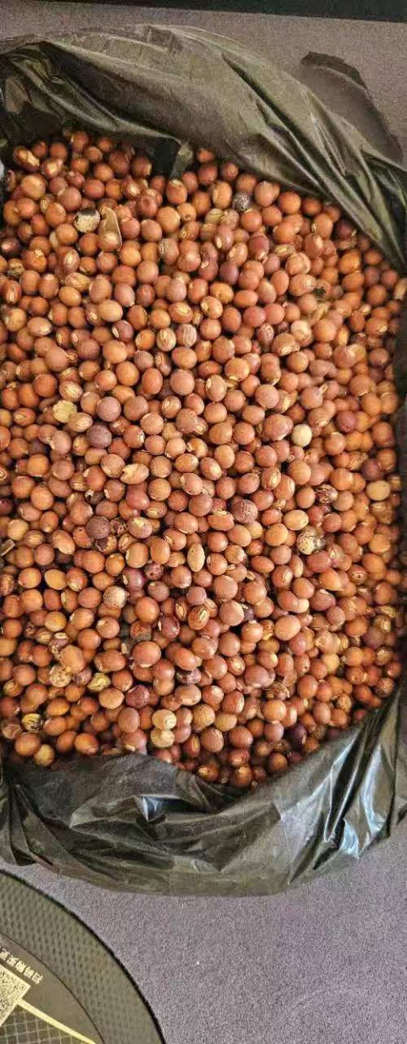 非洲莫桑比克木豆