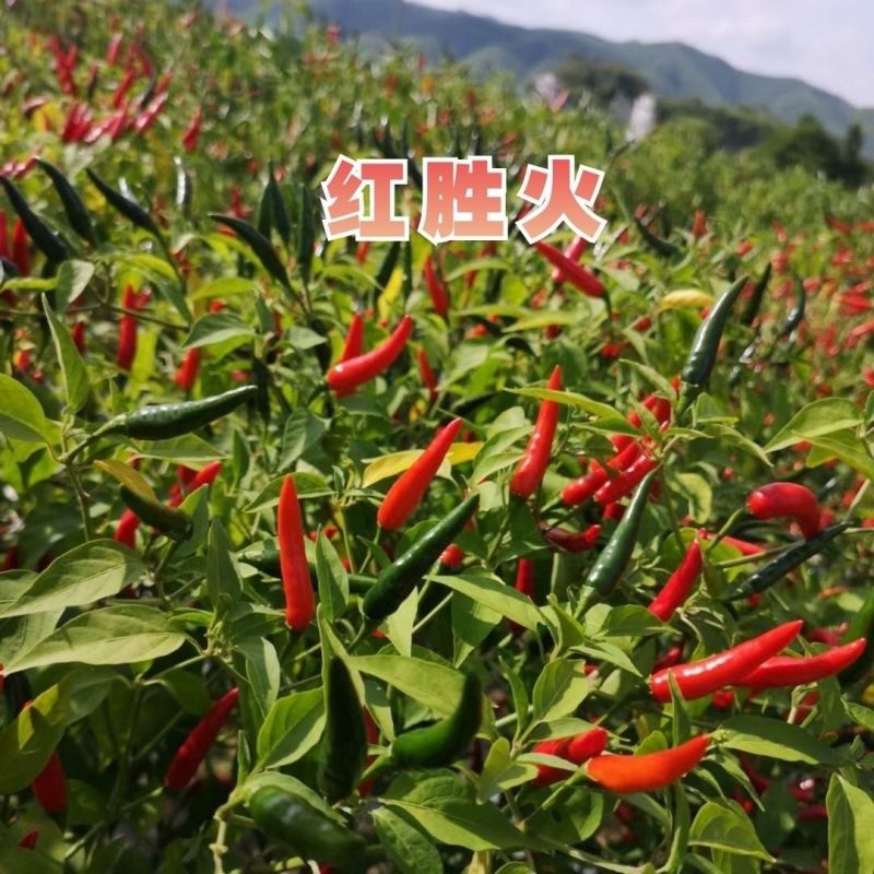 泰国引进云贵川热销红胜火小果型朝天椒种子鲜食干制高产辣椒